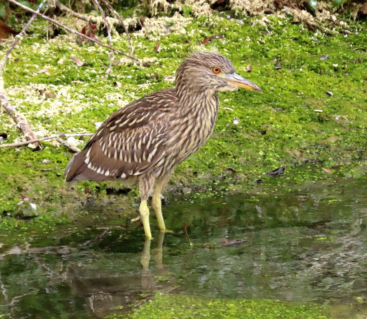Black-crowned Night Heron - ML640740115