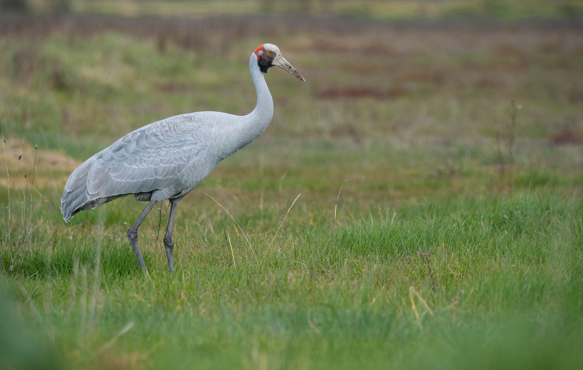 jeřáb australský - ML640740121