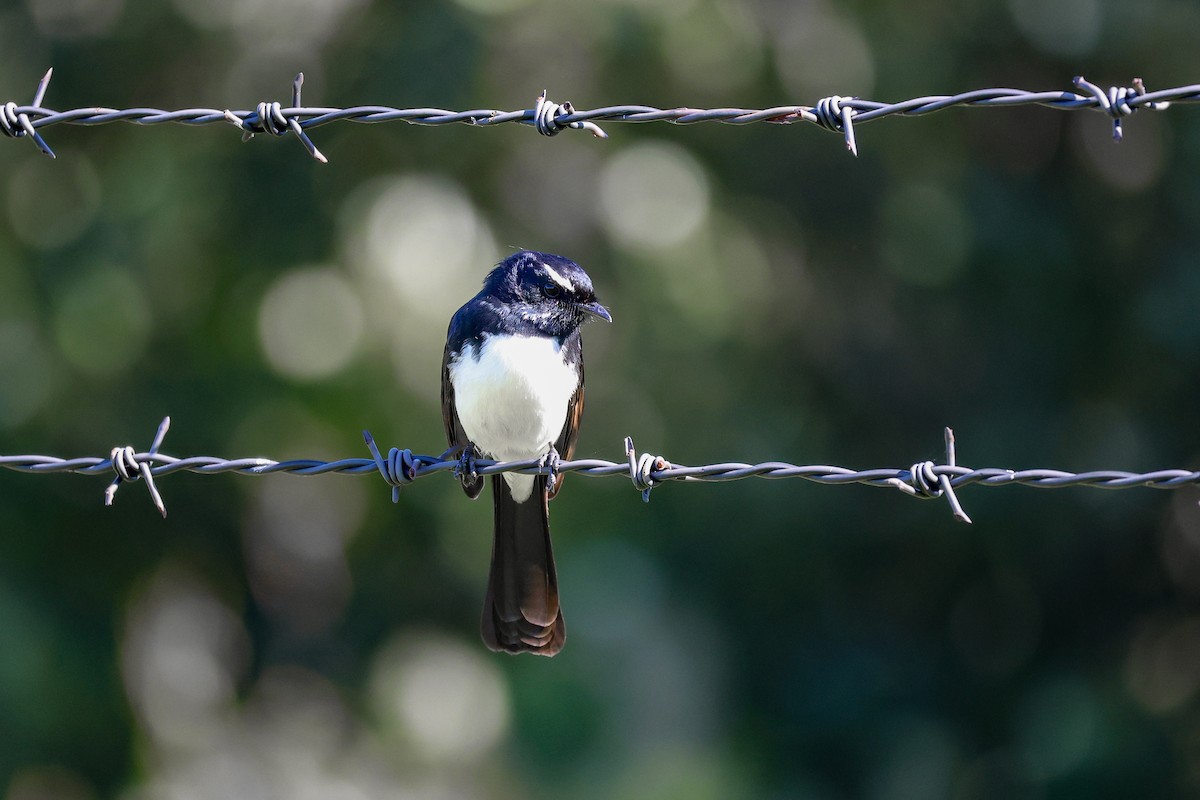 Willie-wagtail - ML640740149