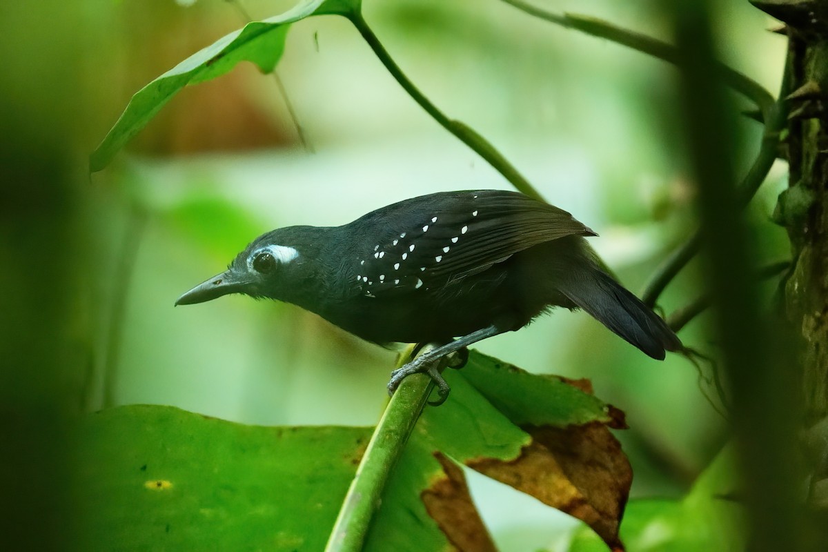 Plumbeous Antbird - ML640740161