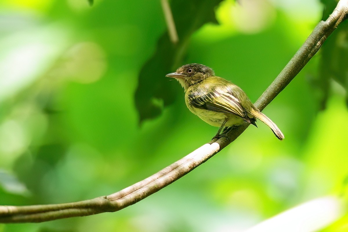 Orange-eyed Flatbill - ML640740177