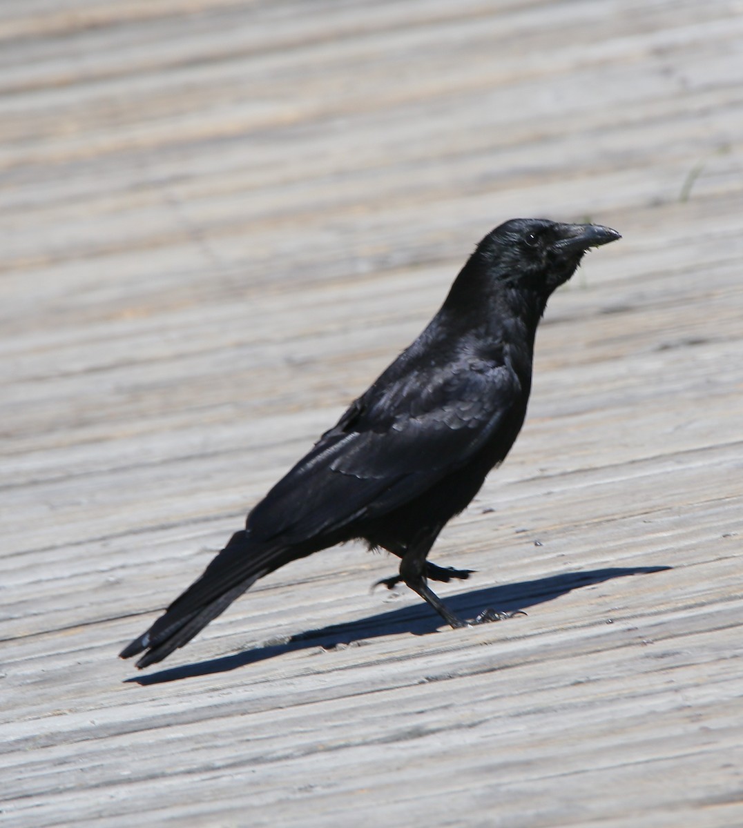 crow/raven sp. - ML640740270
