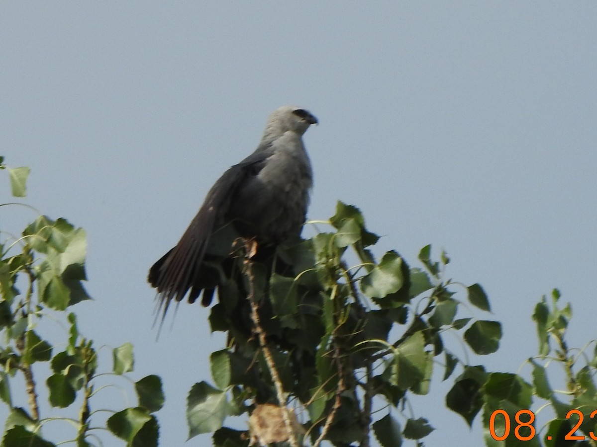 Mississippi Kite - ML640740306