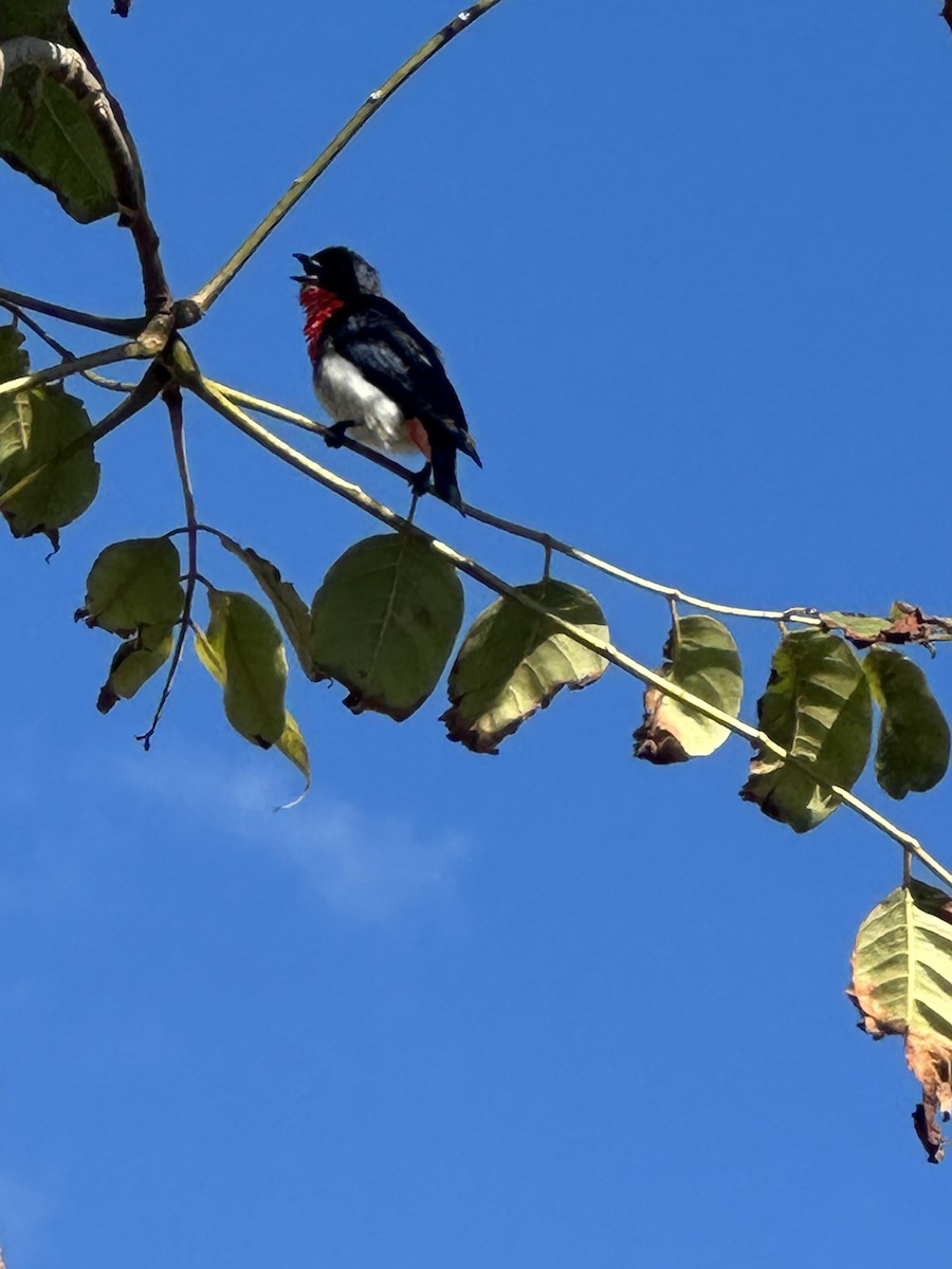 Mistletoebird - ML640740345