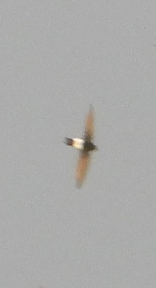 Horus Swift - ML640740362