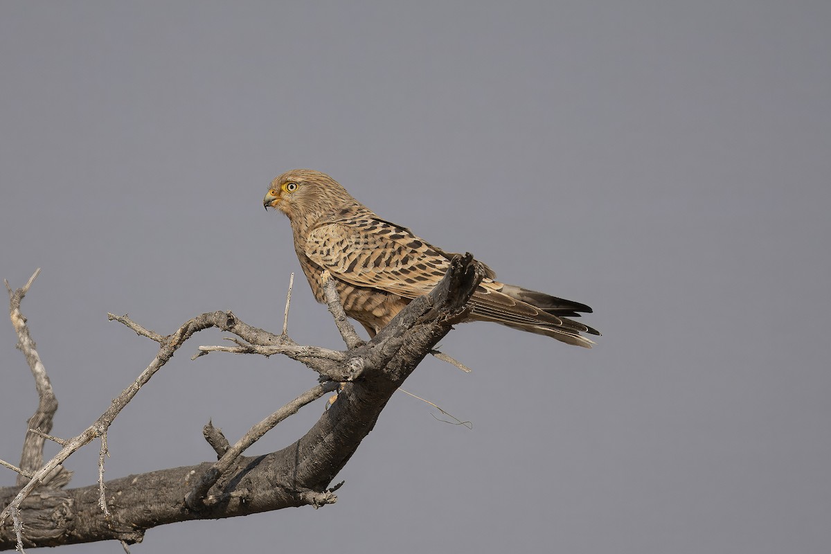 Greater Kestrel - ML640740411