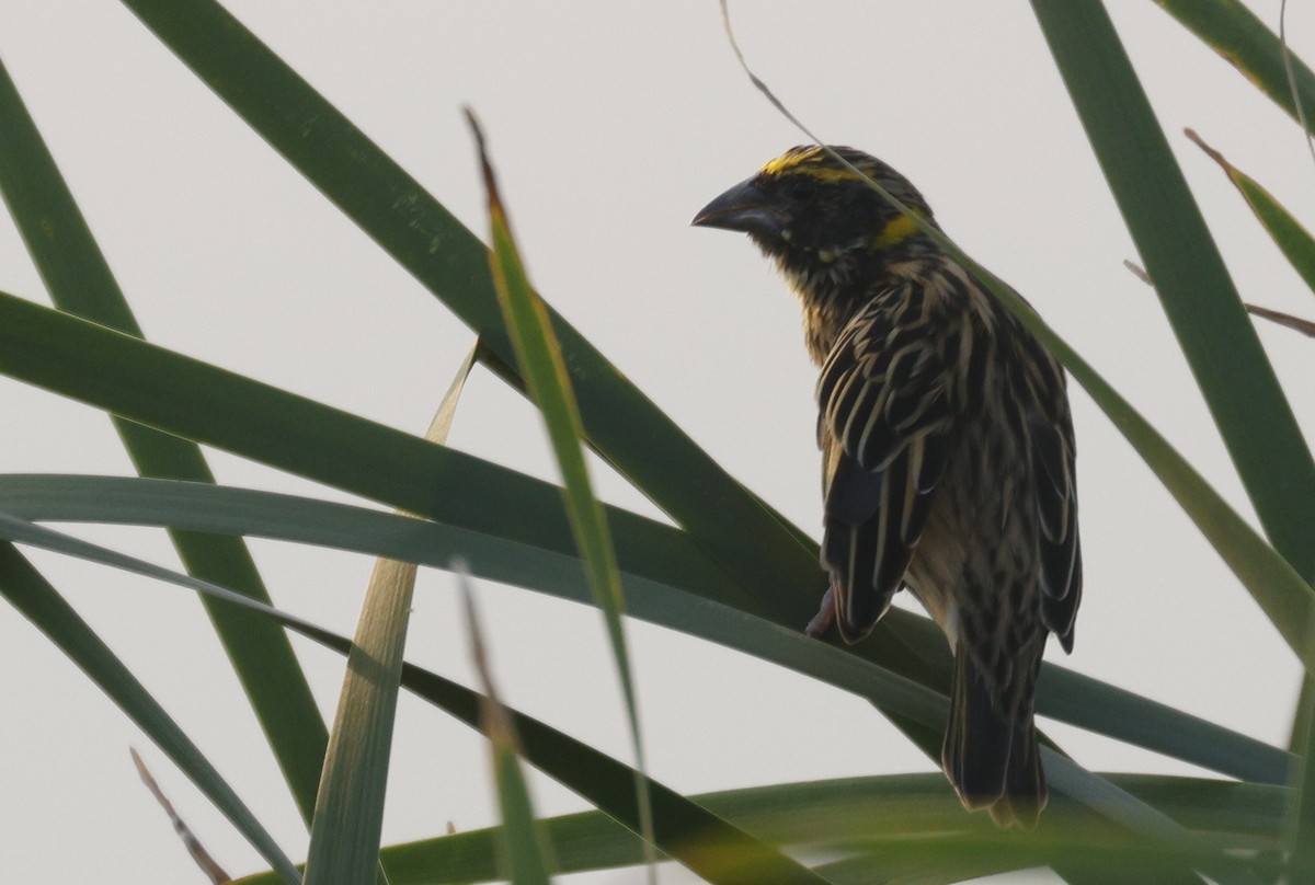 Streaked Weaver - ML640740452