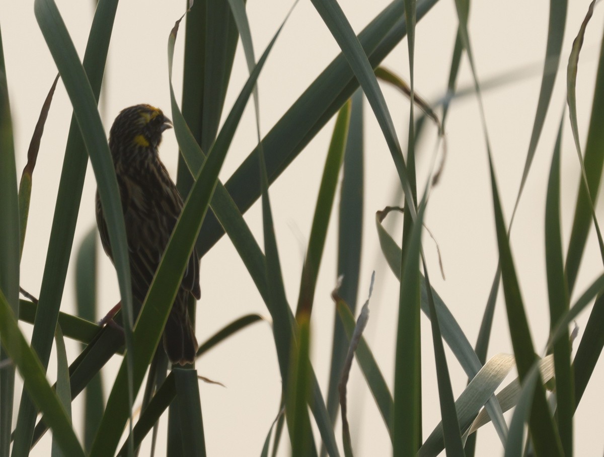 Streaked Weaver - ML640740458