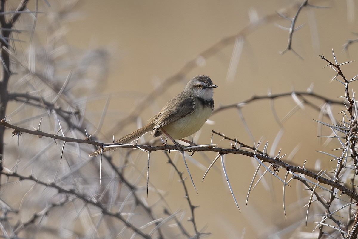Black-chested Prinia - ML640740464