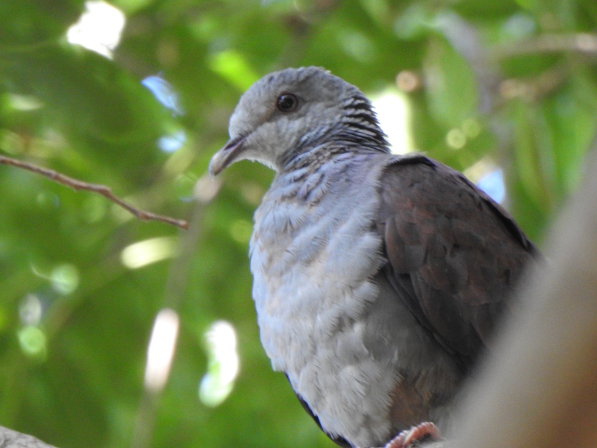 Nilgiri Wood-Pigeon - ML640740465