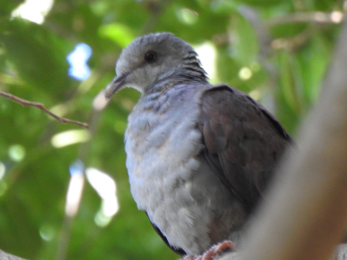 Nilgiri Wood-Pigeon - ML640740466