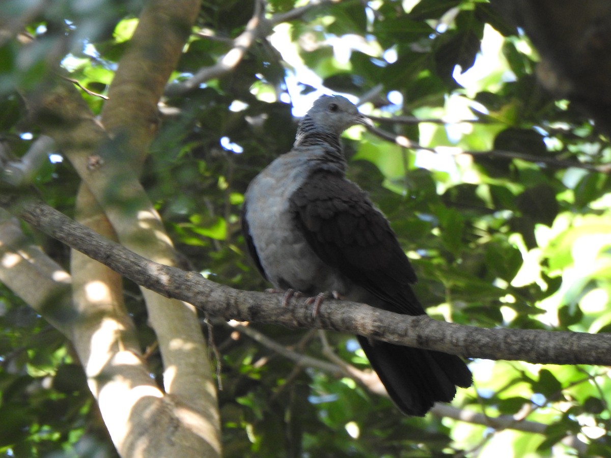 Nilgiri Wood-Pigeon - ML640740467
