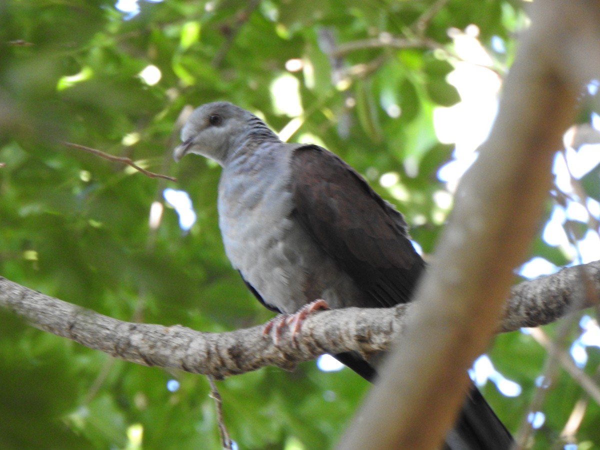 Nilgiri Wood-Pigeon - ML640740468