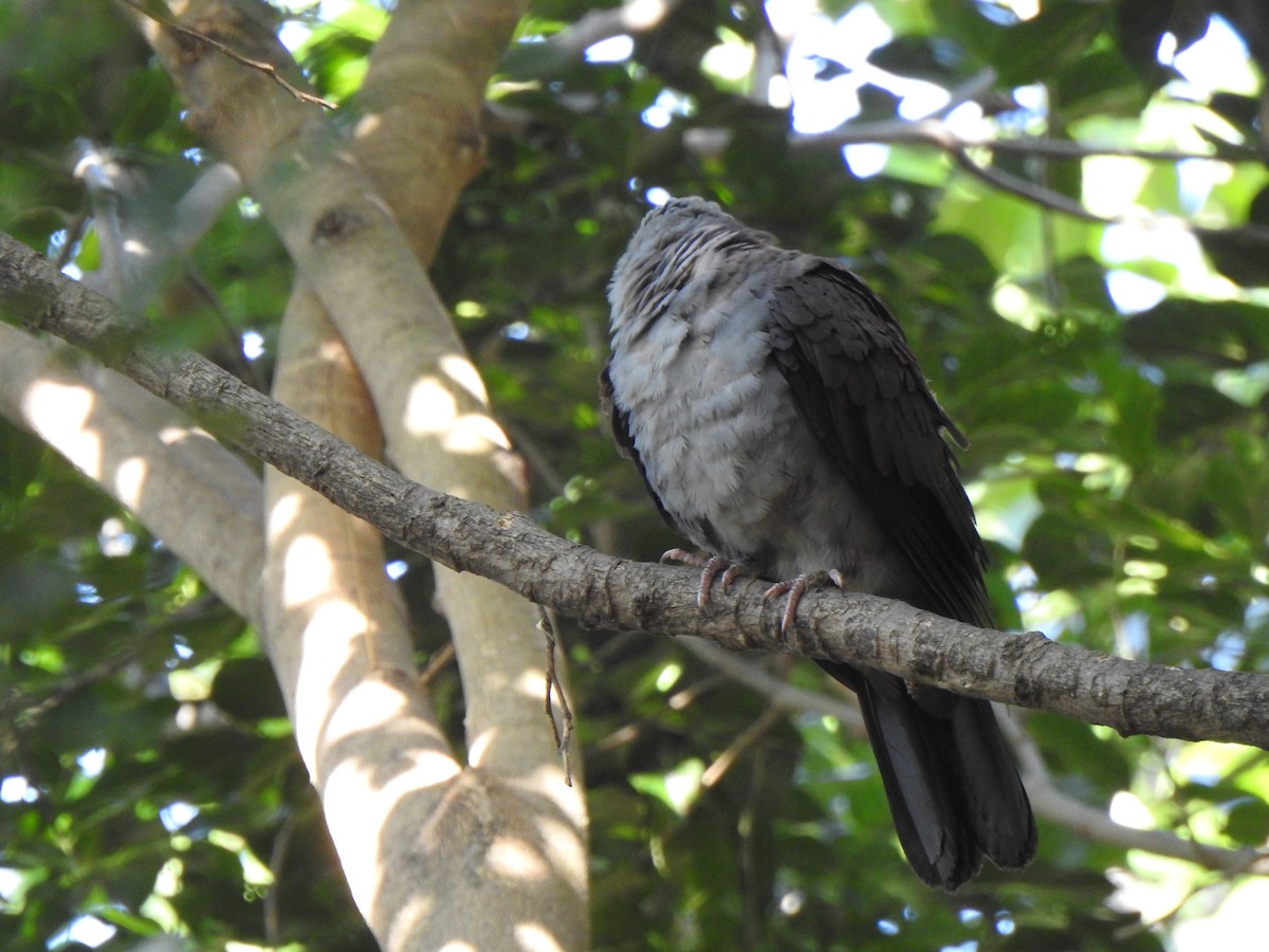 Nilgiri Wood-Pigeon - ML640740469
