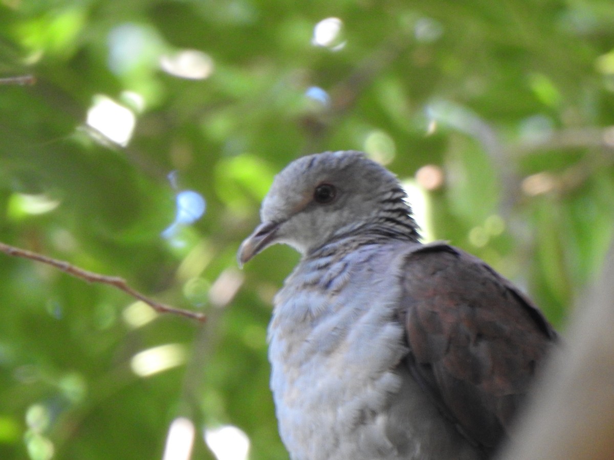 Nilgiri Wood-Pigeon - ML640740470