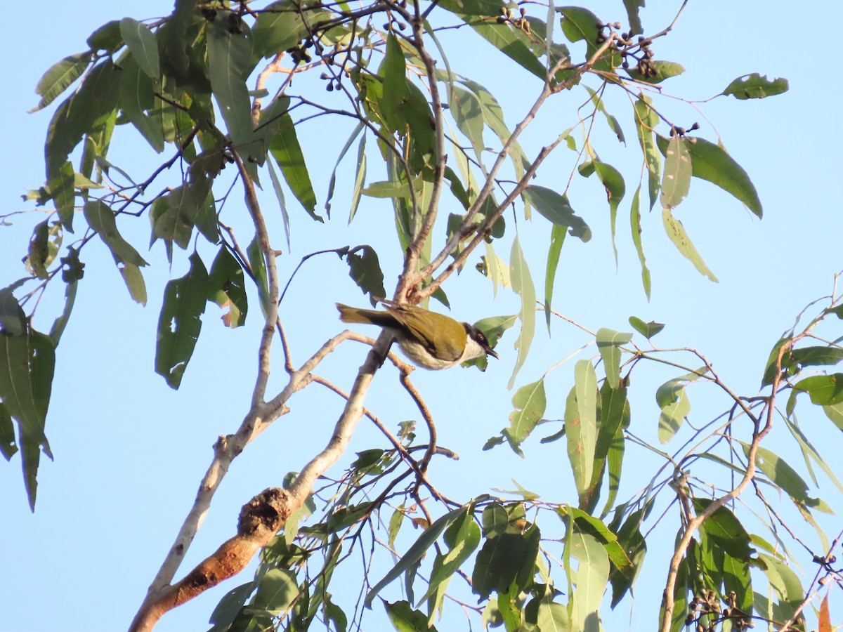 White-naped Honeyeater - ML640740512