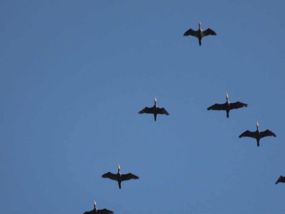 Great Cormorant - ML640740531