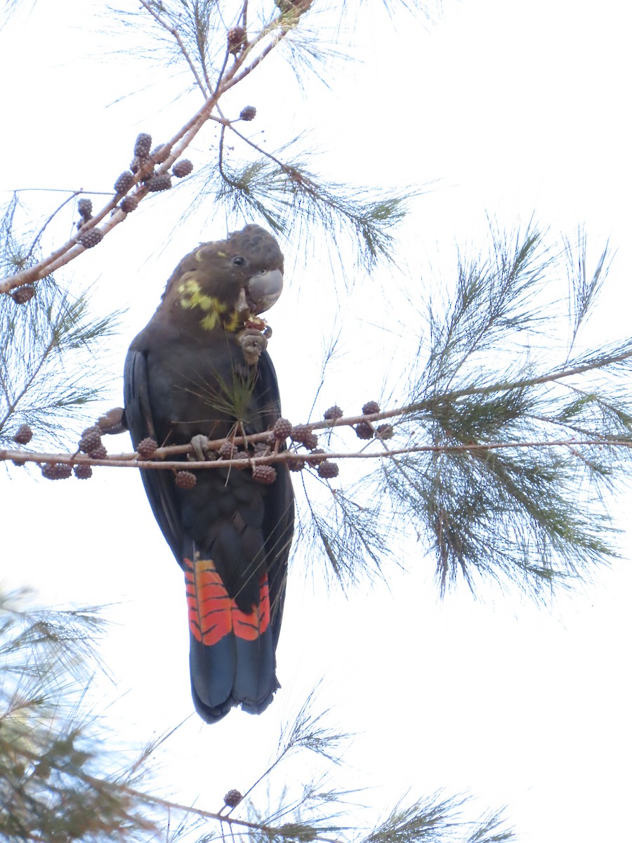 Glossy Black-Cockatoo - ML640740540