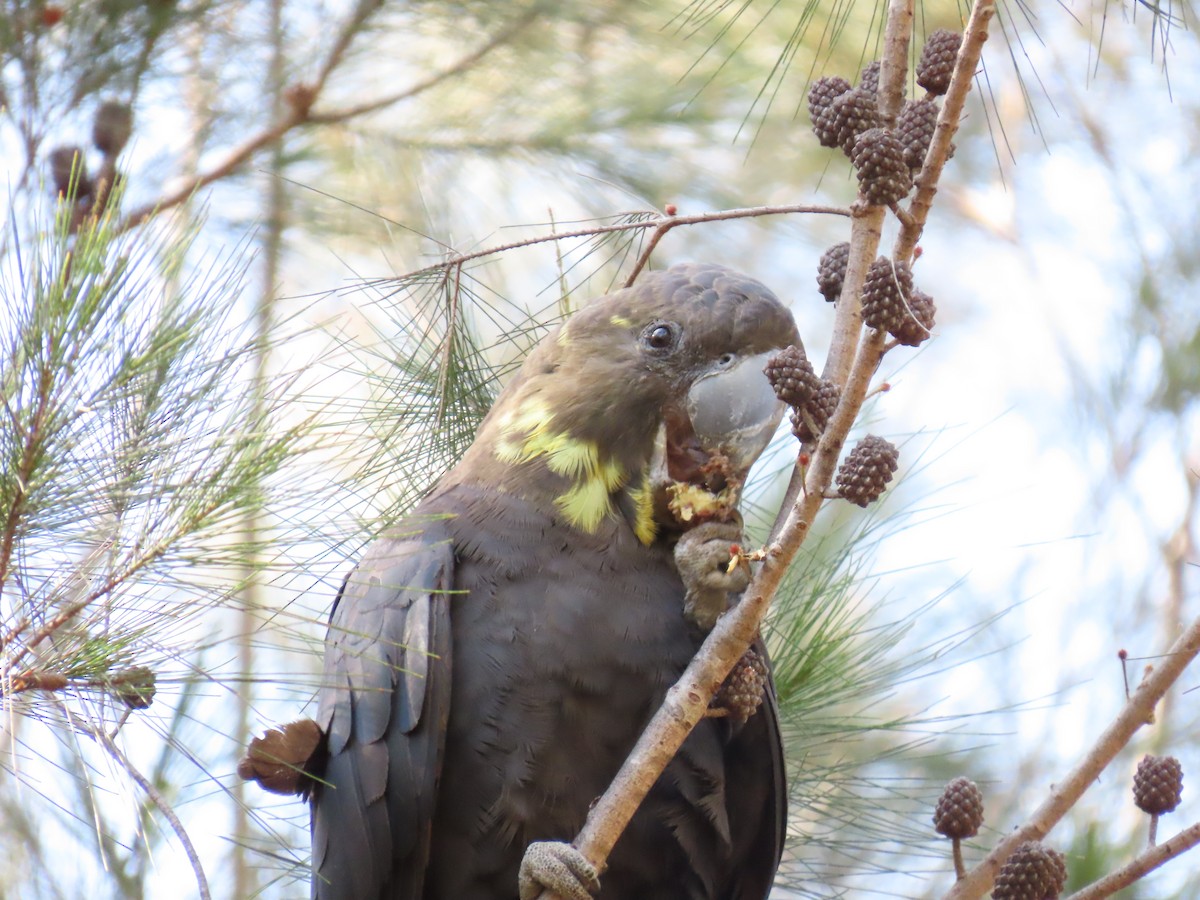 Glossy Black-Cockatoo - ML640740542
