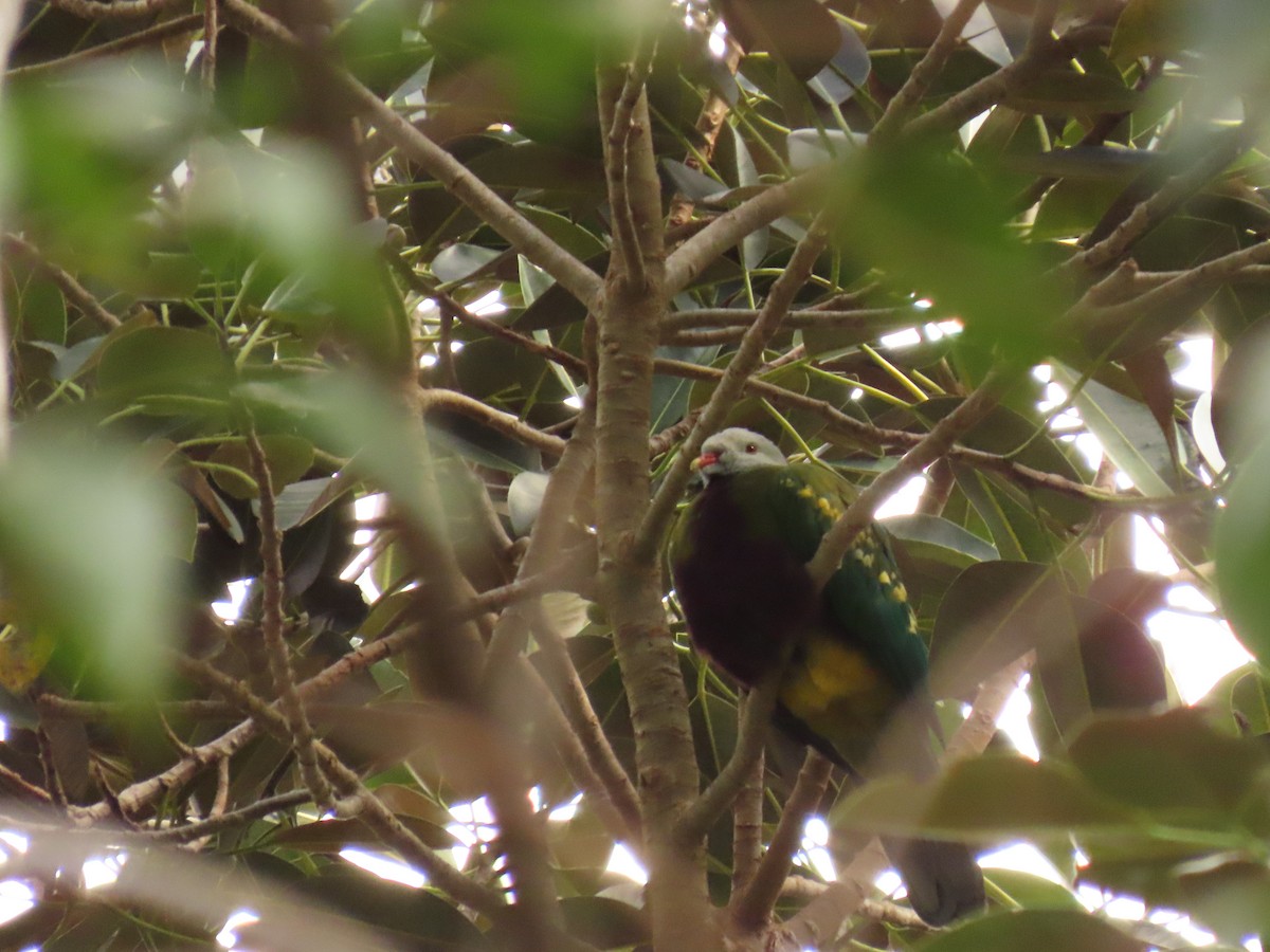 Wompoo Fruit-Dove - ML640740551