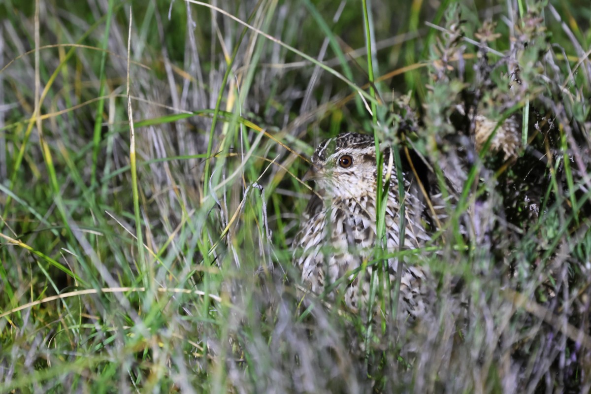 Stubble Quail - ML640740553