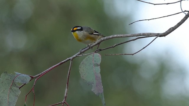 Striated Pardalote (Black-headed) - ML640740581