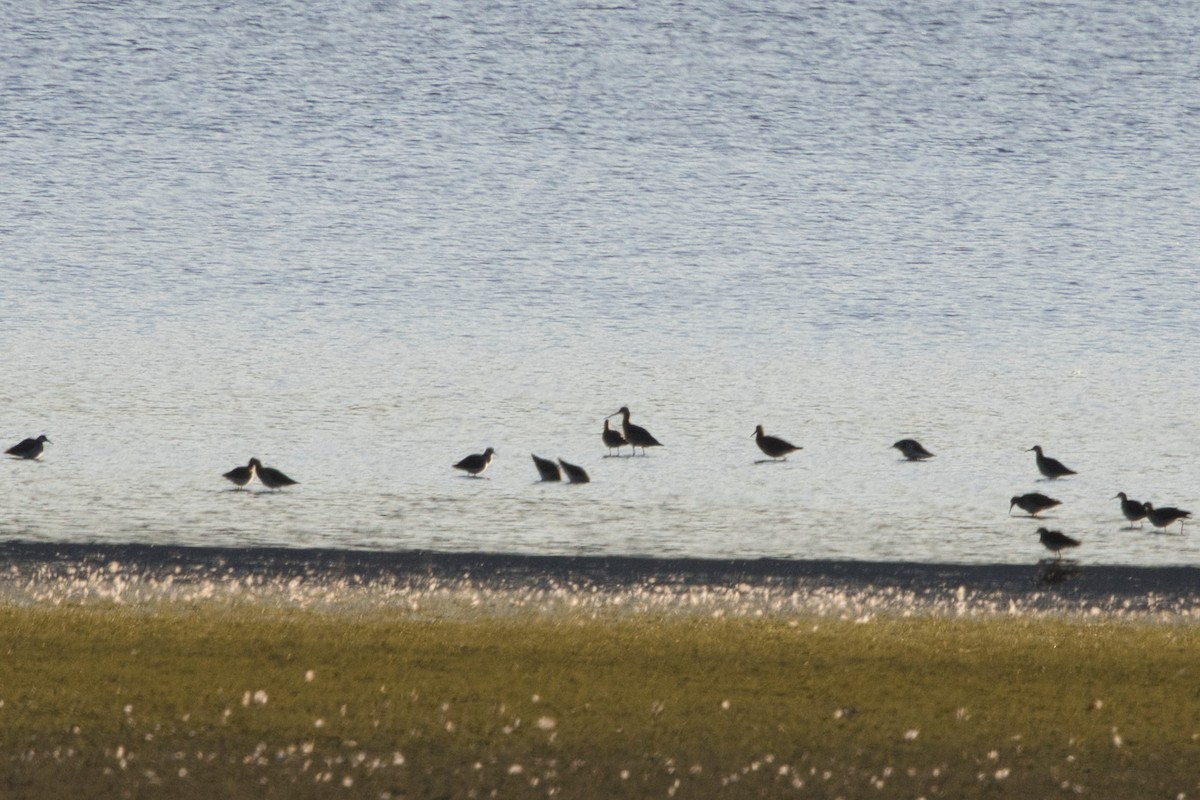 Black-tailed Godwit - ML640740602
