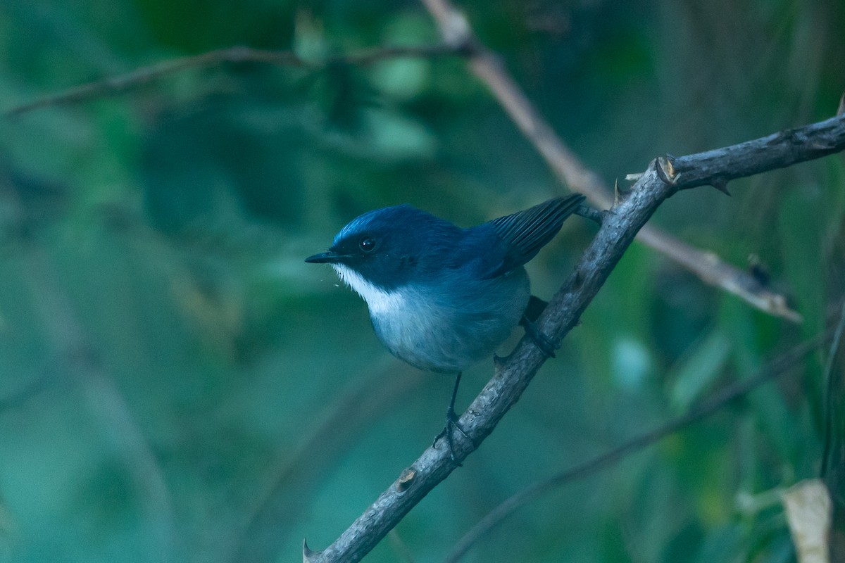 Slaty-blue Flycatcher - ML640740613