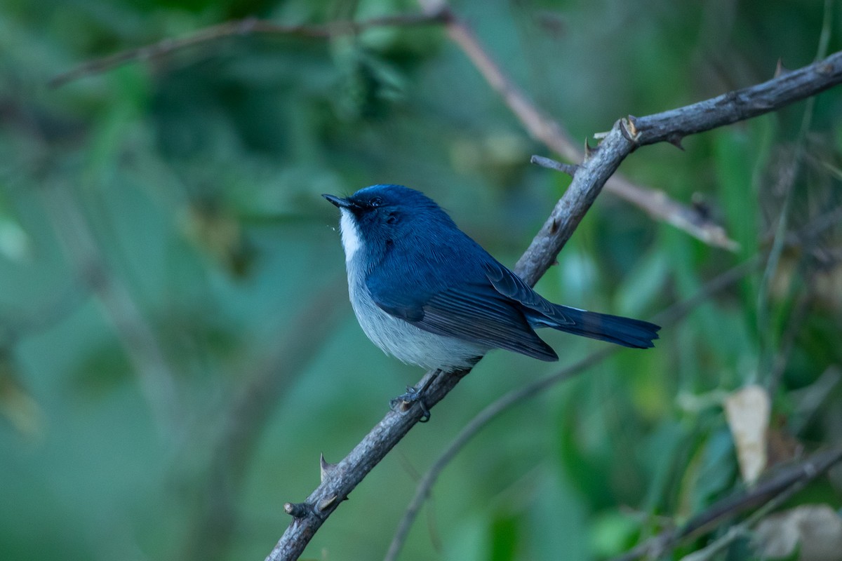 Slaty-blue Flycatcher - ML640740614