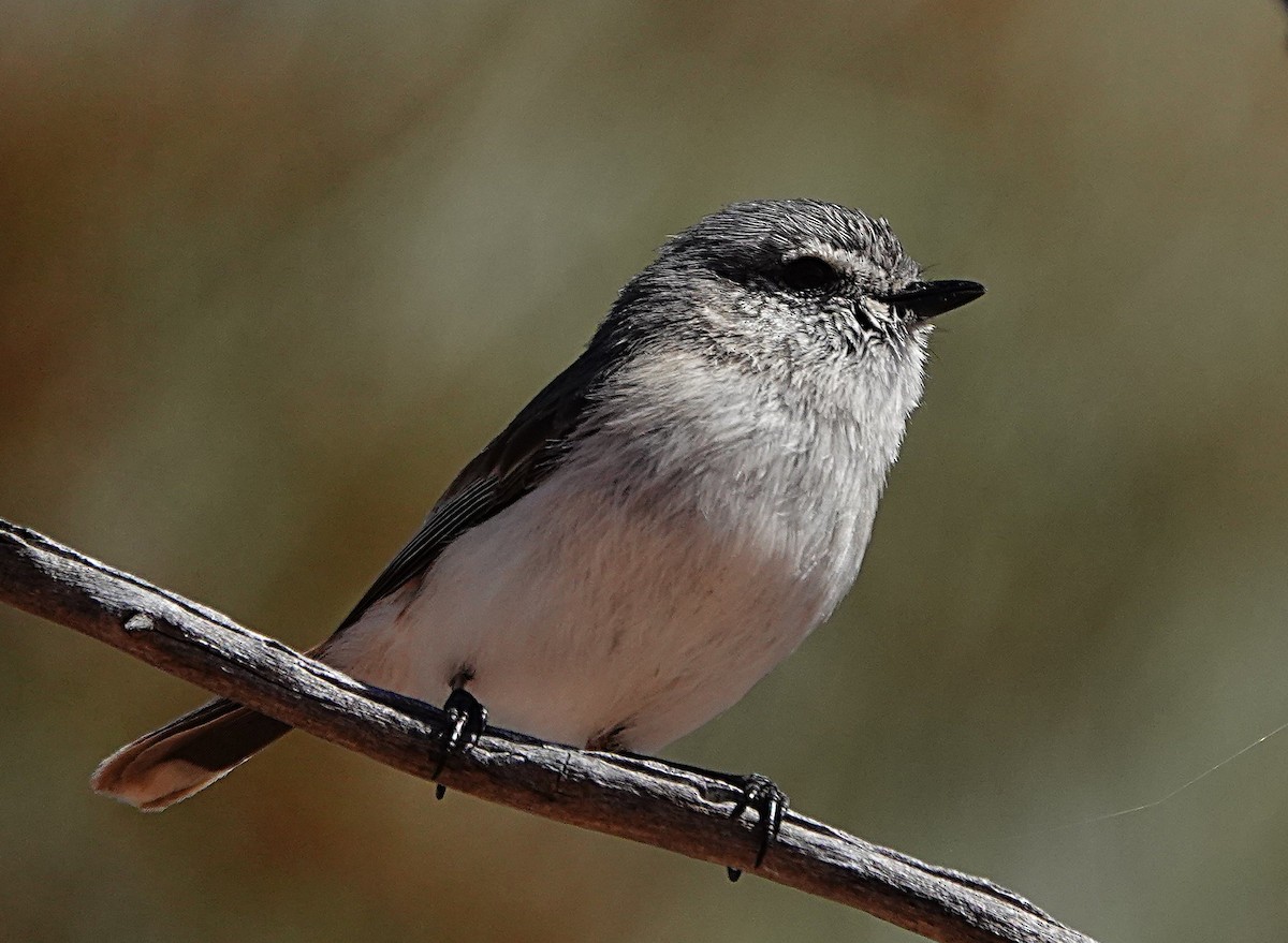 Graurücken-Dornschnabel - ML640740678