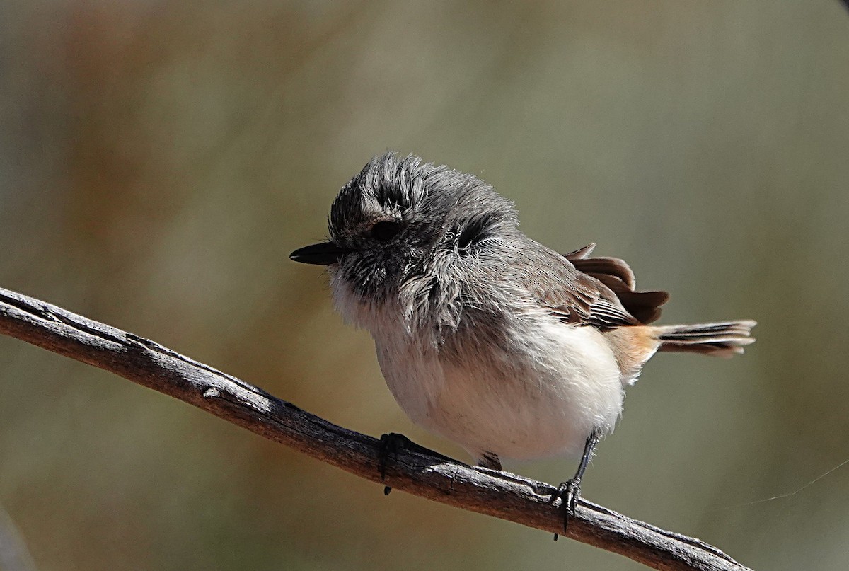 Graurücken-Dornschnabel - ML640740679