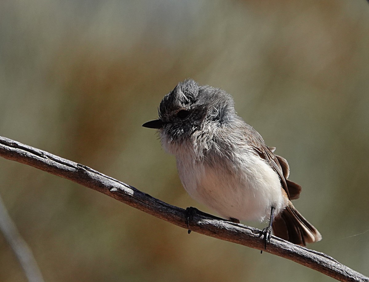 Graurücken-Dornschnabel - ML640740680