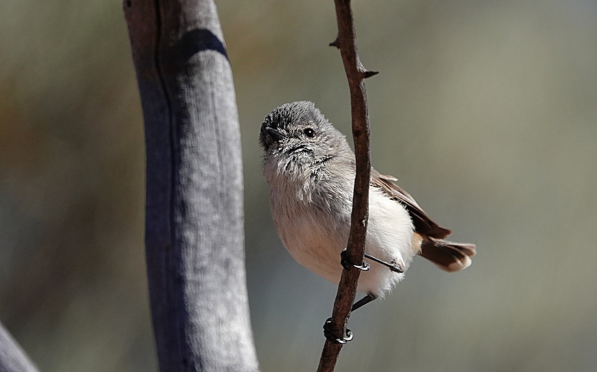 Graurücken-Dornschnabel - ML640740723