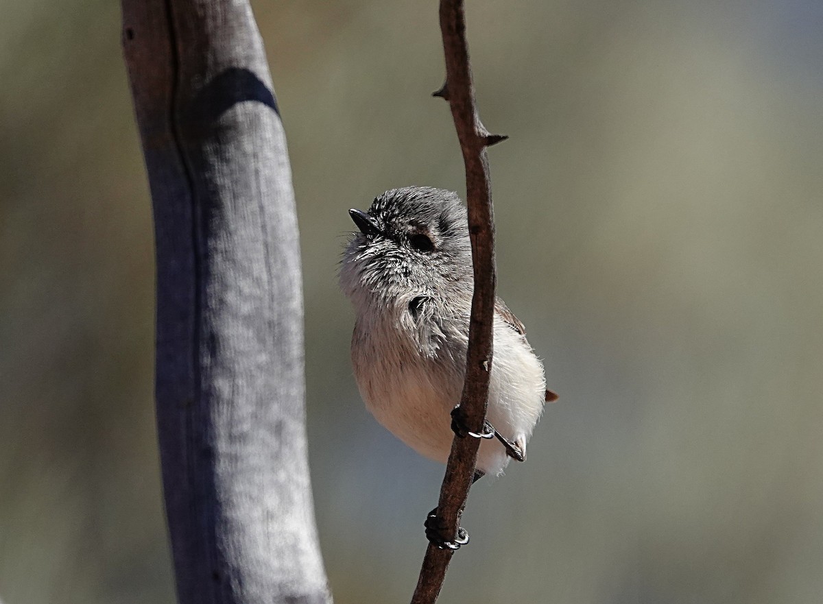 Graurücken-Dornschnabel - ML640740724