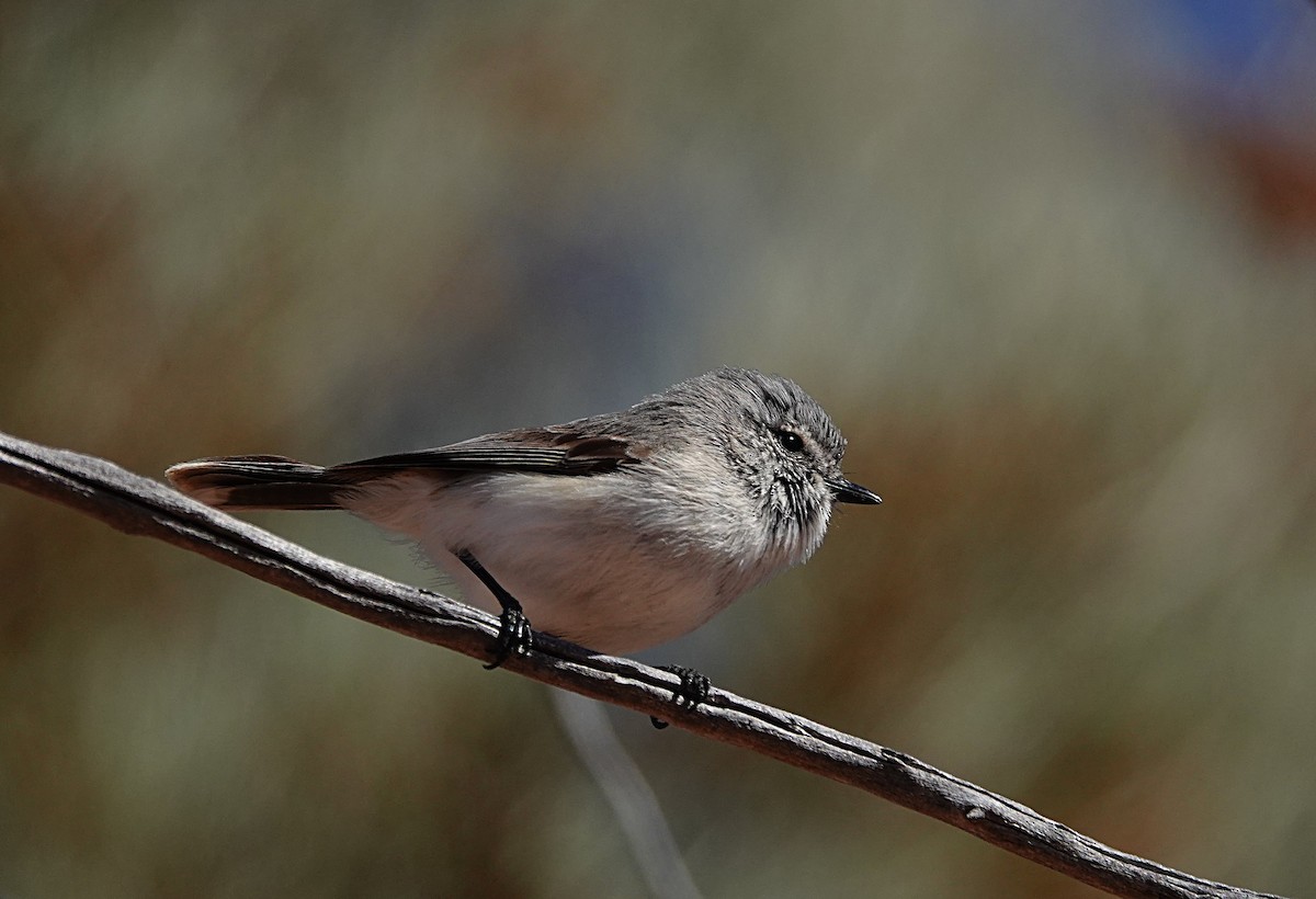 Graurücken-Dornschnabel - ML640740725