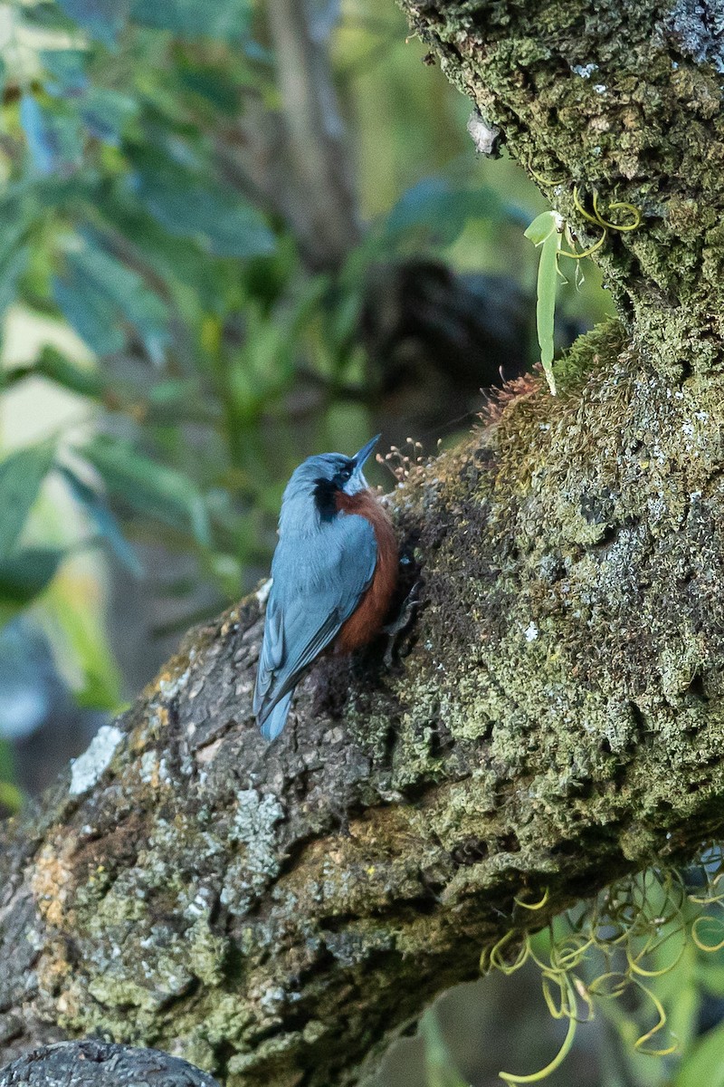 Chestnut-bellied Nuthatch - ML640740739