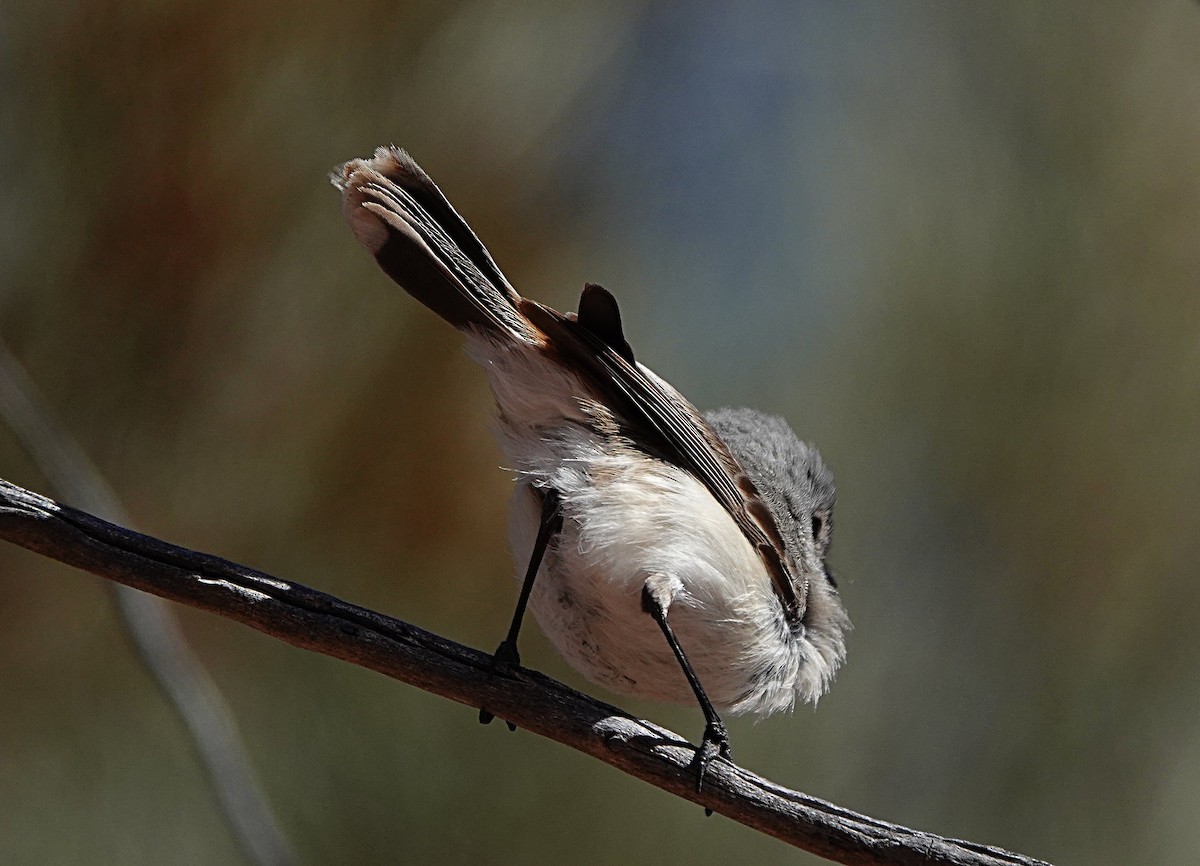 Graurücken-Dornschnabel - ML640740745