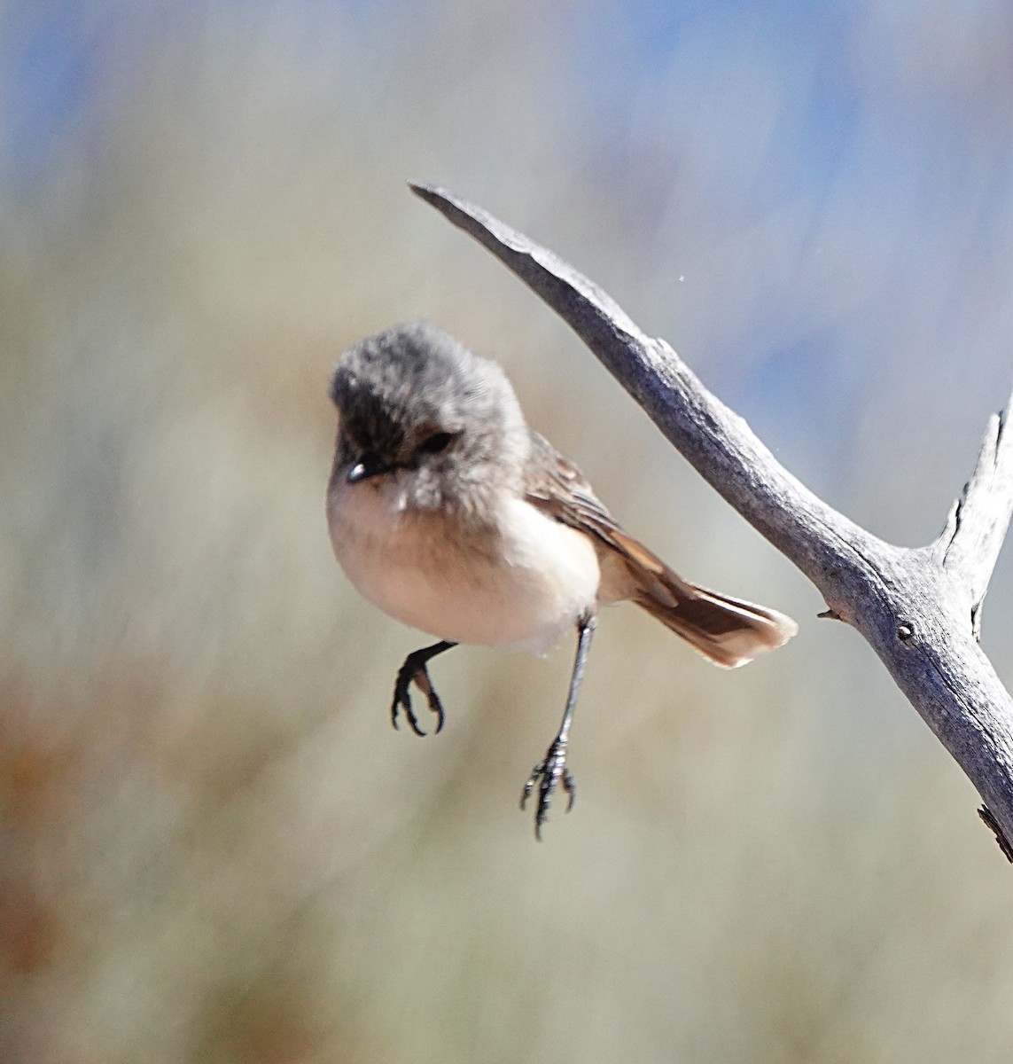 Graurücken-Dornschnabel - ML640740746