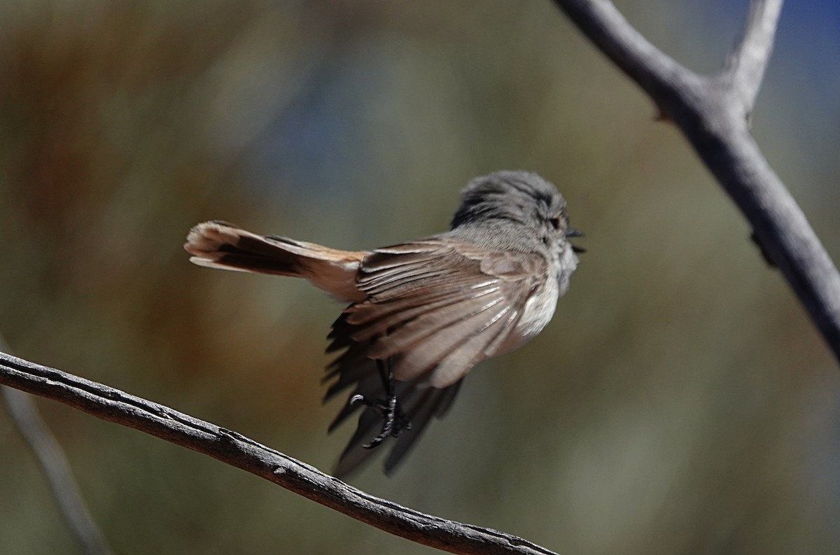 Graurücken-Dornschnabel - ML640740747