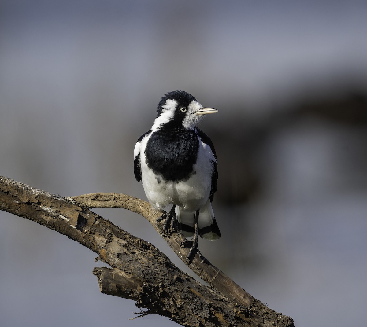 Magpie-lark - ML640740752
