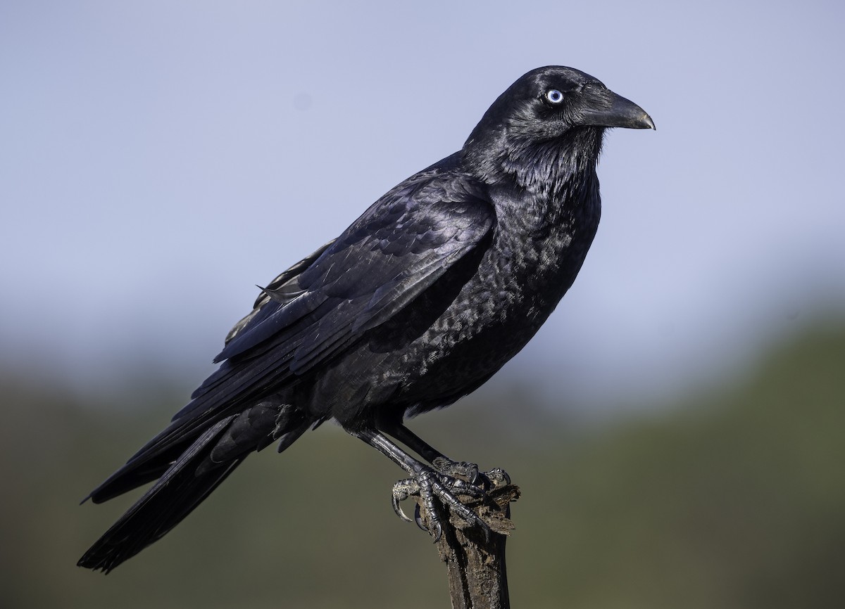 Little Raven - ML640740755