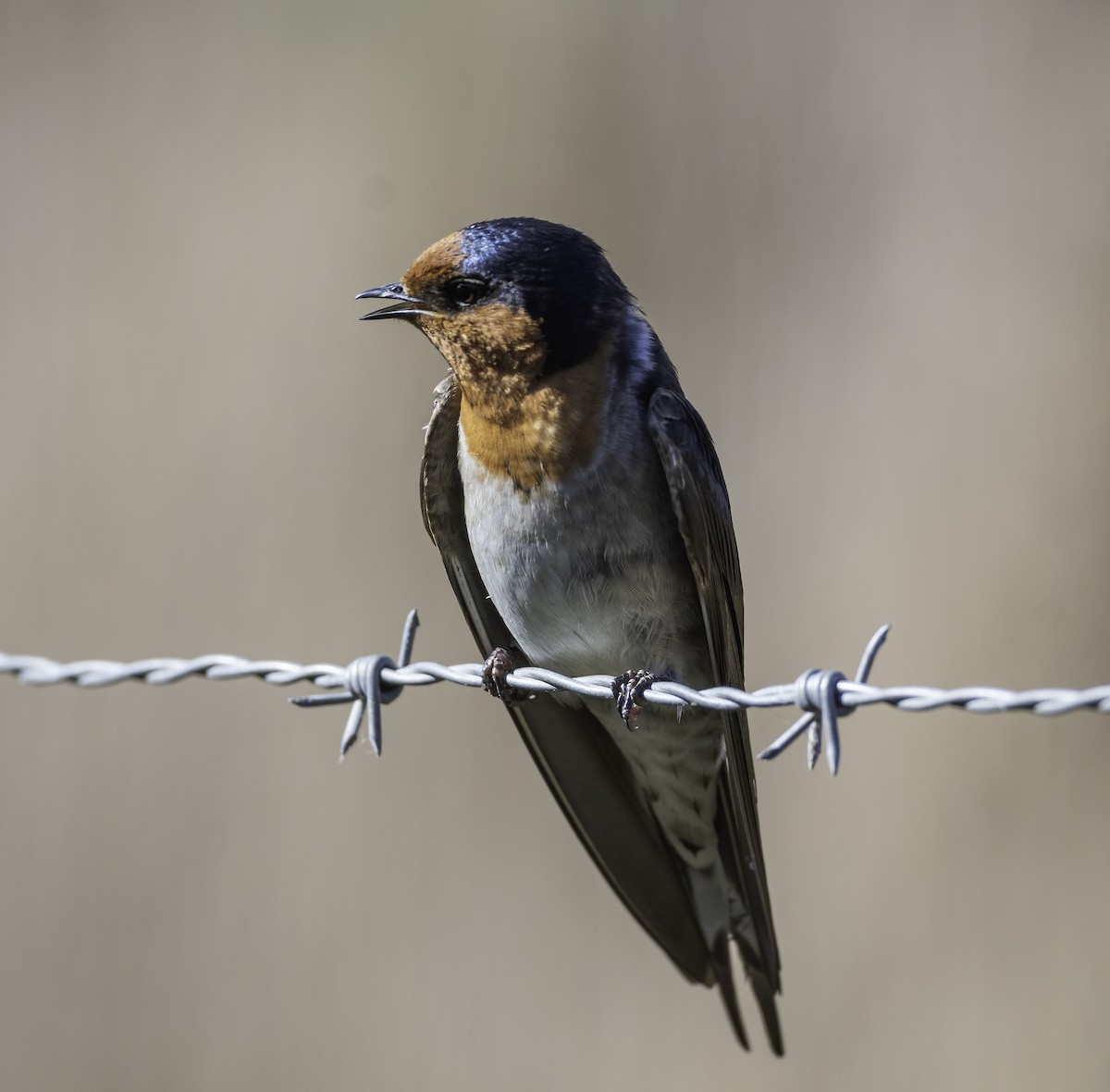 Welcome Swallow - ML640740765