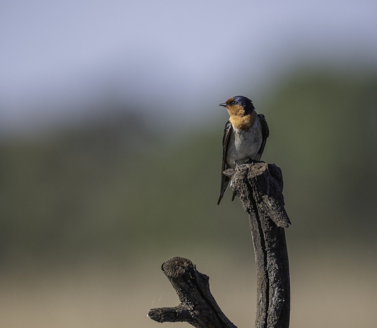 Welcome Swallow - ML640740766