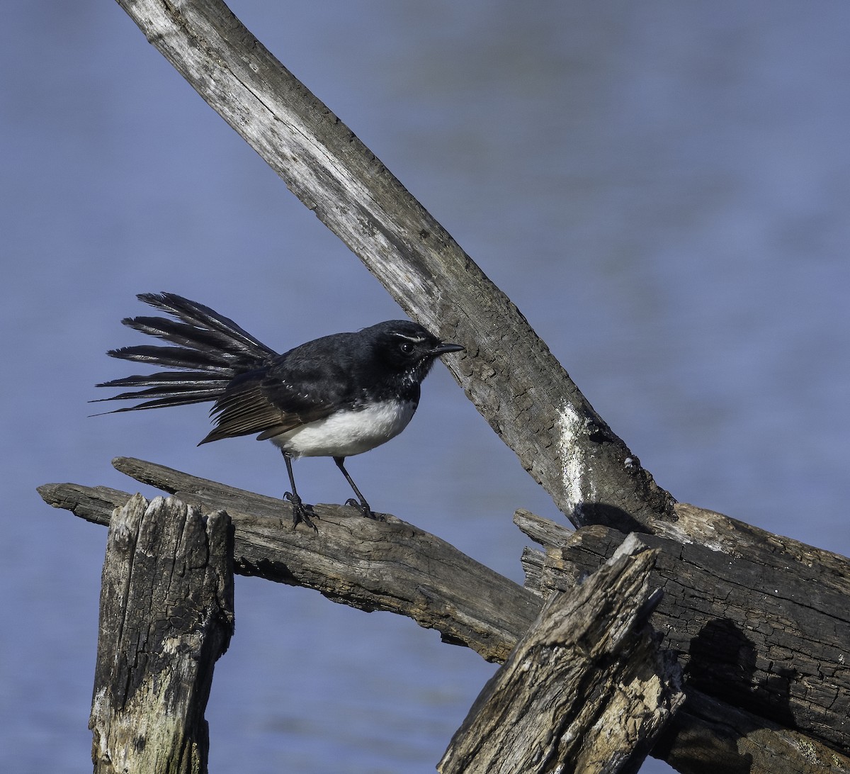 Willie-wagtail - ML640740767