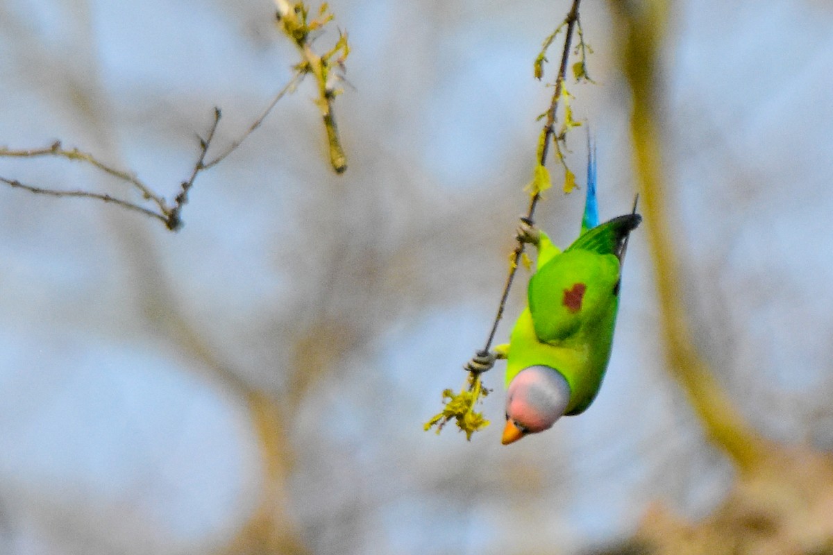 Blossom-headed Parakeet - ML640740770
