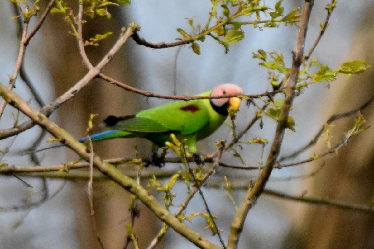 Blossom-headed Parakeet - ML640740771