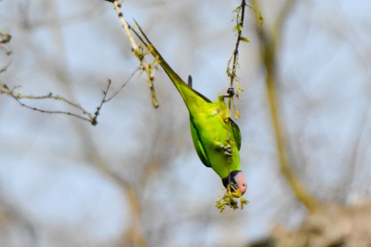 Blossom-headed Parakeet - ML640740772