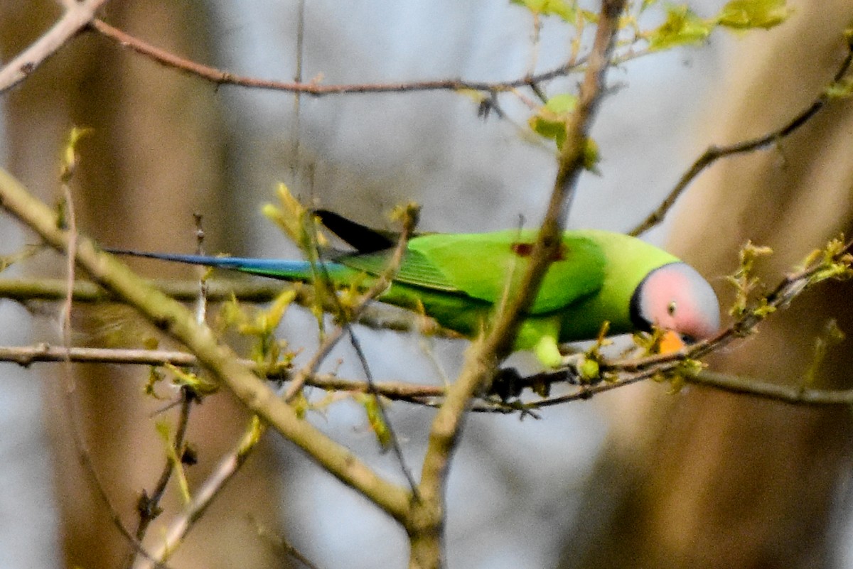 Blossom-headed Parakeet - ML640740773