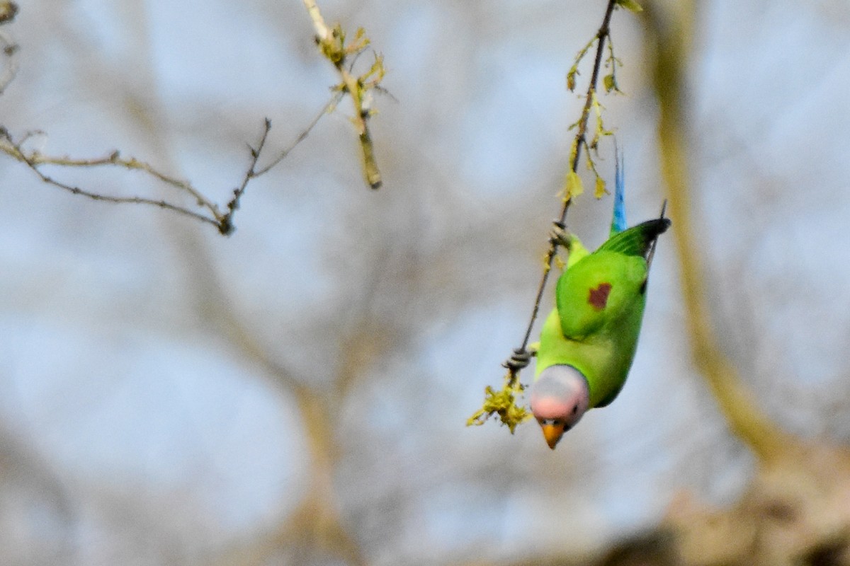 Blossom-headed Parakeet - ML640740774