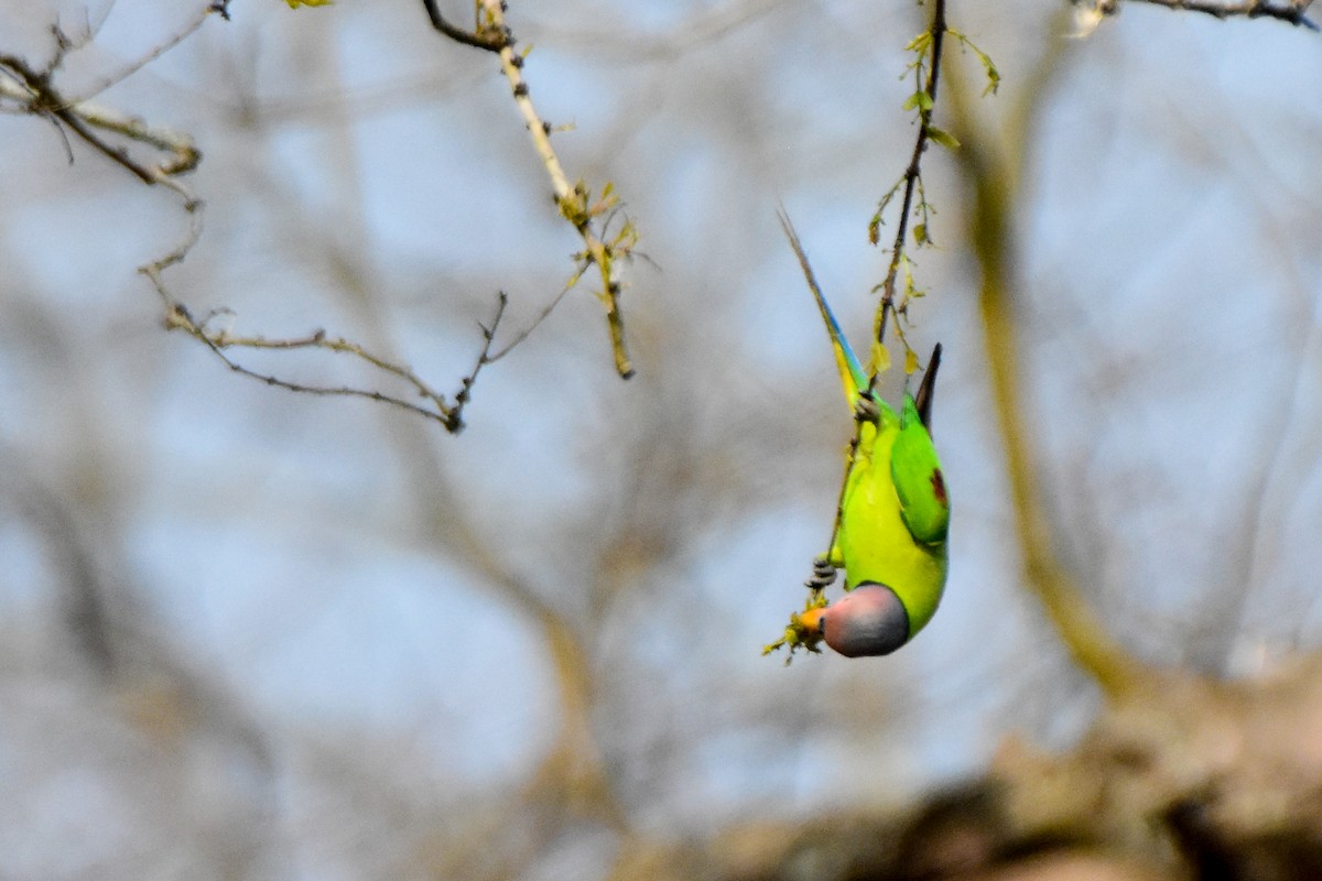 Blossom-headed Parakeet - ML640740775